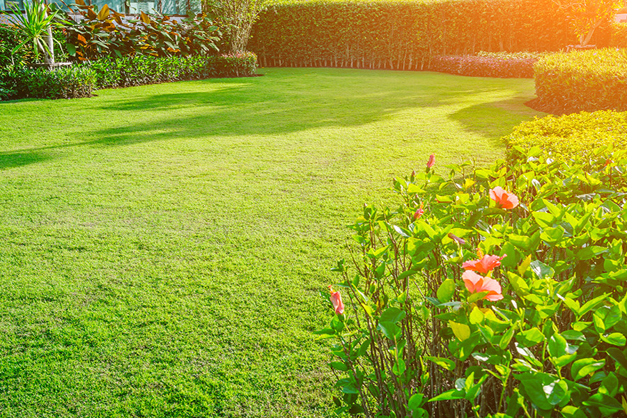 Expert Lawn Care - Transform Your Lawn with Aquascapes