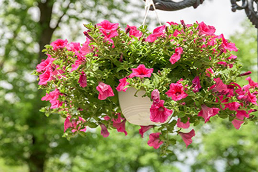 Buy flower baskets and pots online at Aquascapes Kenya