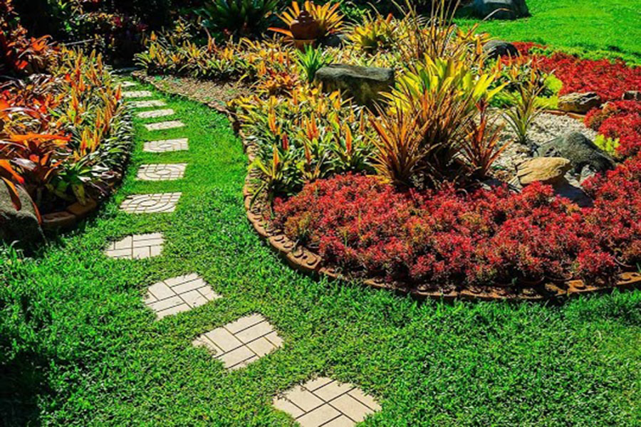 Buy green ground covers online - Aquascapes Kenya