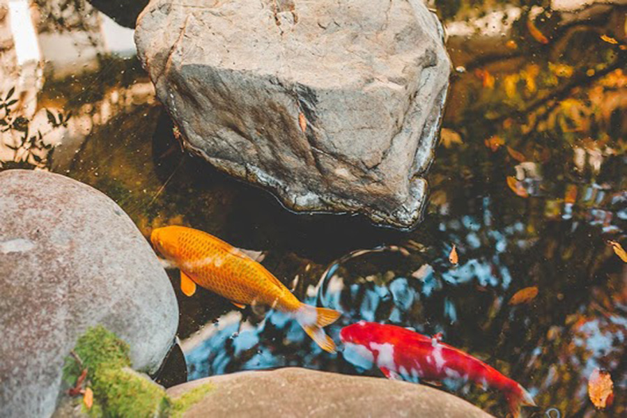 How to maintain Fish Ponds - Aquascapes