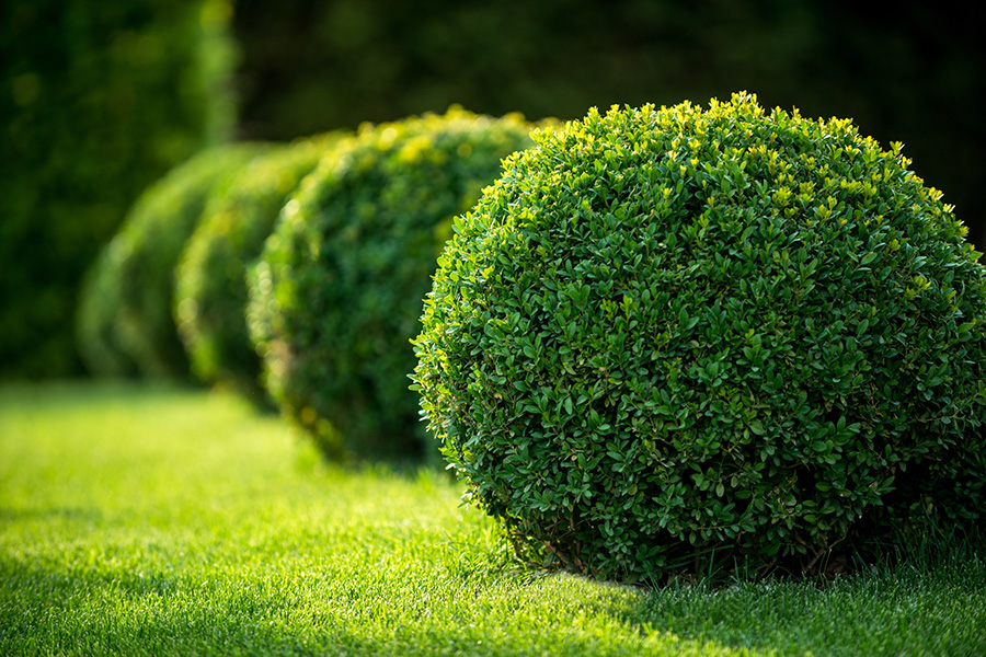 Hedges: Your Guide to Creating Beautiful Garden Barriers