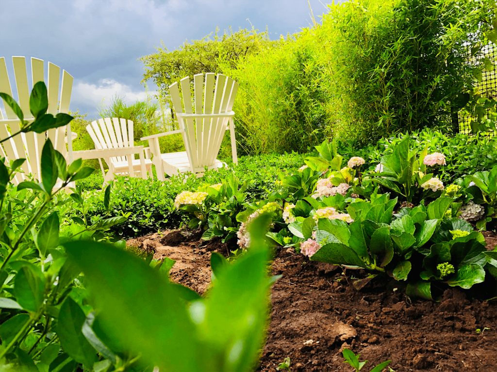 The Ultimate Guide to Choosing the Best Hydrangea Types for Creating a Stunning Hedge