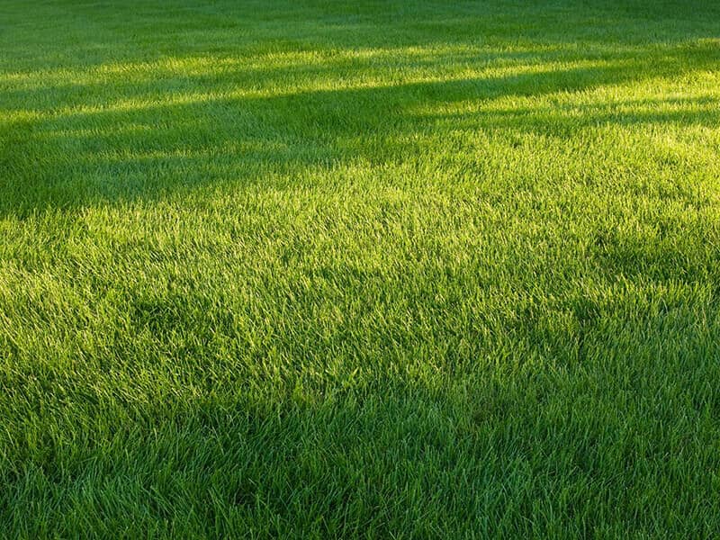 Expert Lawn Care – Transform Your Lawn with Aquascapes