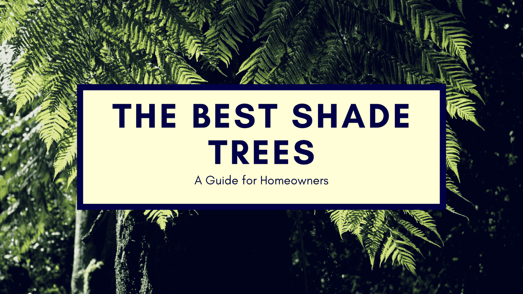 The Best Shade Trees for Landscaping in Kenya: A Guide for Homeowners ...