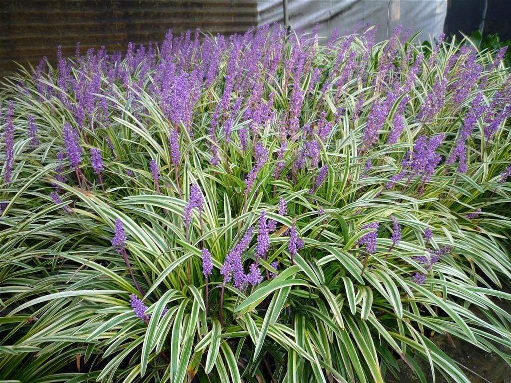 Groundcovers and Lawn Alternatives